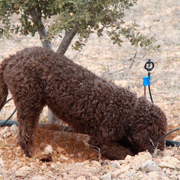 Perros truferos de Alba Herranz