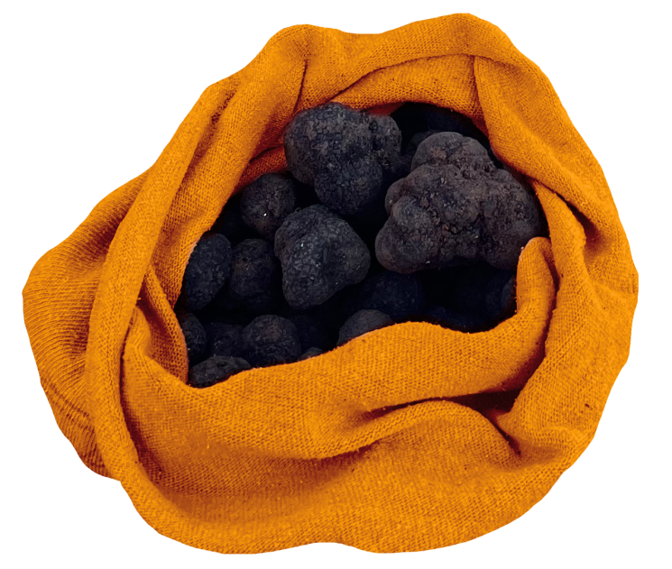 Trufas recolectadas con perros truferos